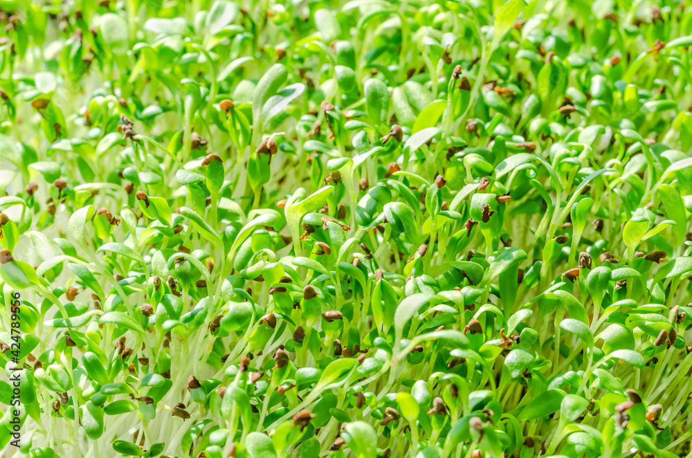 Alfalfa sprouts, close up. Lucerne, microgreens. Seedlings of Medicago sativa, green shoots, young plants and sprouts. Legume, used as forage crop, as garnish or as a leaf vegetable. Macro food photo. Alfalfa sprouts, close up. Lucerne, microgreens. Seedlings of Medicago sativa, green shoots, young plants and sprouts. Legume, used as forage crop, as garnish or as a leaf vegetable. Macro food photo.