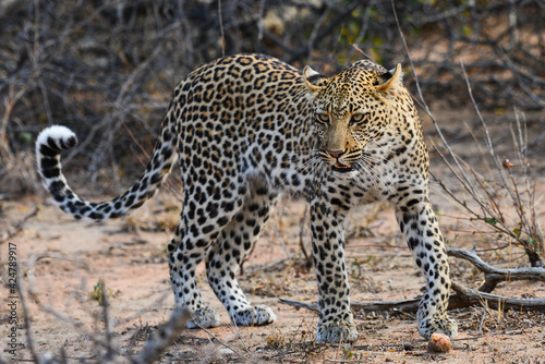 An african leopard (Panthera pardus pardus) stalking a prey, Greater Kruger area, South Africa.	