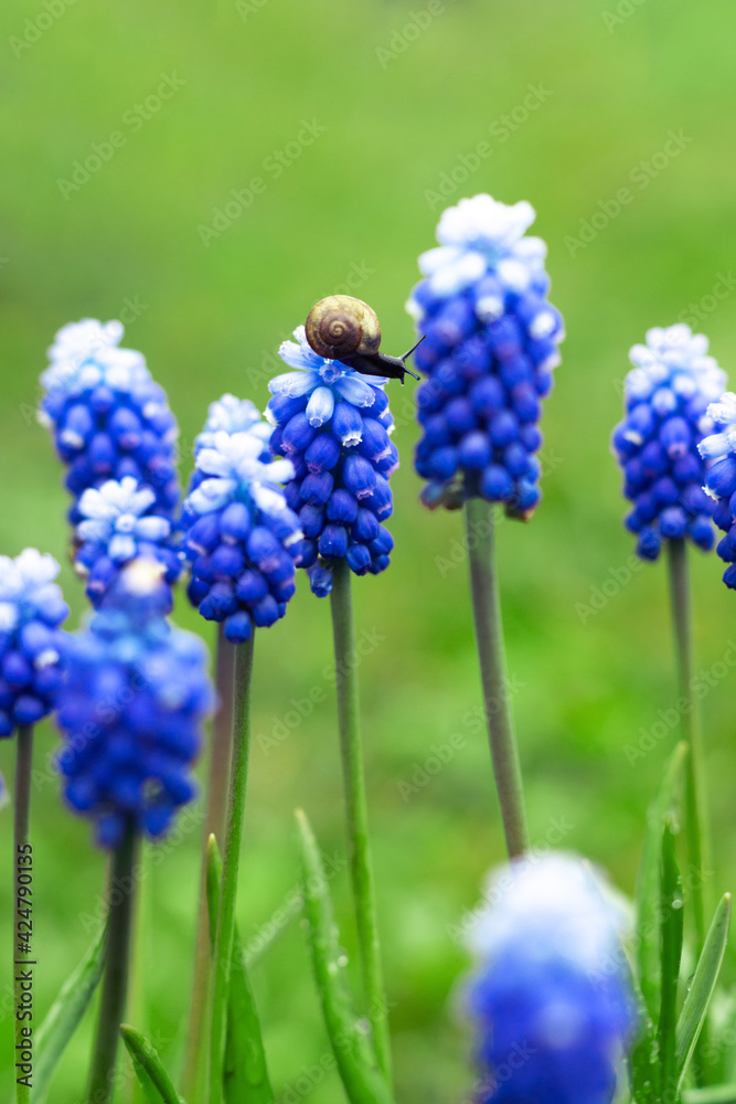 Blue muscari flowers and a snail in the spring garden. Natural flower background Blue muscari flowers and a snail in the spring garden. Natural flower background