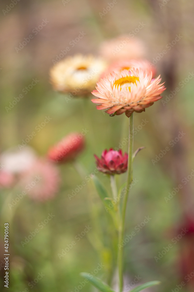 Delicate beige flowers of gelichrizum (Helichrysum) in the garden in late autumn. Shallow depth of field Delicate beige flowers of gelichrizum (Helichrysum) in the garden in late autumn. Shallow depth of field