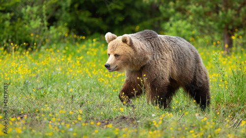 Brown bear walking on blooming meadow in summer nature © WildMedia