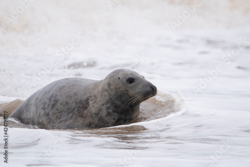 Grey seals on the beach at Horsey Gap in Norfolk