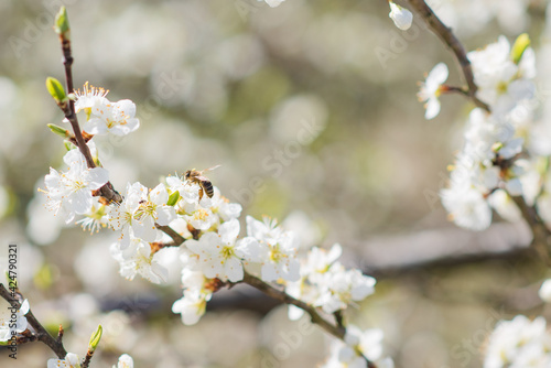 Blooming tree branches with bee, honey production and spring concept  © Studio Afterglow