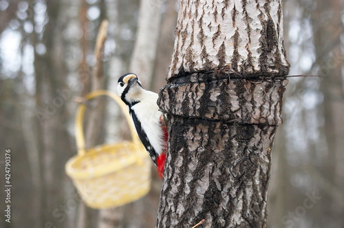 A large spotted woodpecker on a tree.