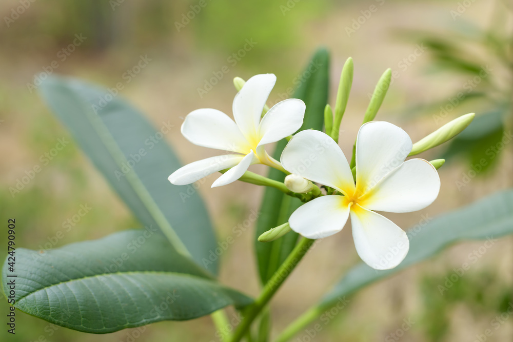Fototapeta premium Close up of beautiful Plumeria flowers