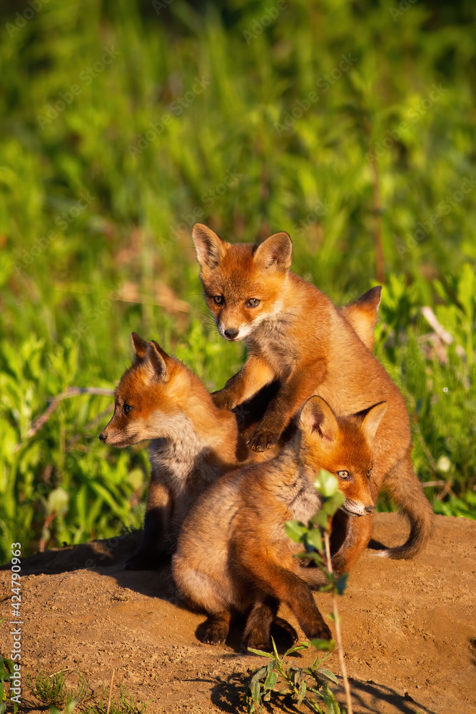 Fototapeta premium Red fox siblings playing on sand in springtime nature