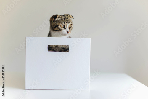 Low angle view of cat looking at camera, on white background.