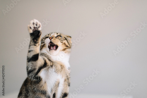 Low angle view of cat looking at camera, on white background.