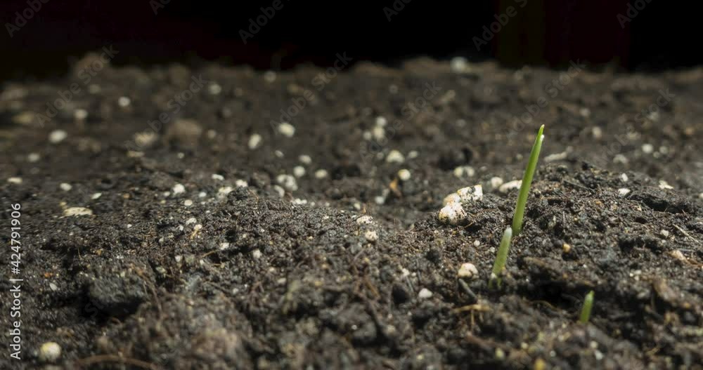 Fresh grass growing macro time-lapse. Closeup of germination and growth of tiny grass cereal crop. Wheat, oats or barley culture. Motorised panoramic movement. Fresh grass growing macro time-lapse. Closeup of germination and growth of tiny grass cereal crop. Wheat, oats or barley culture. Motorised panoramic movement.