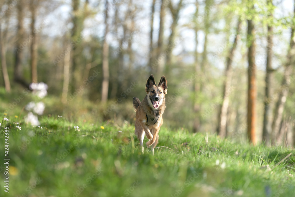 Dog jumping in the grass