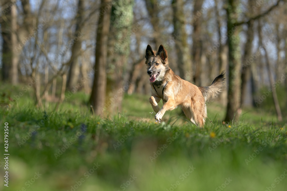 Naklejka premium Dog jumping in the grass