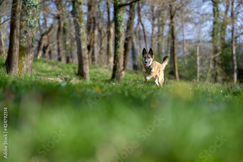 Dog running in the grass