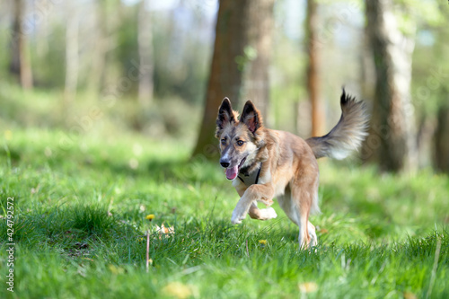 Dog running in the grass