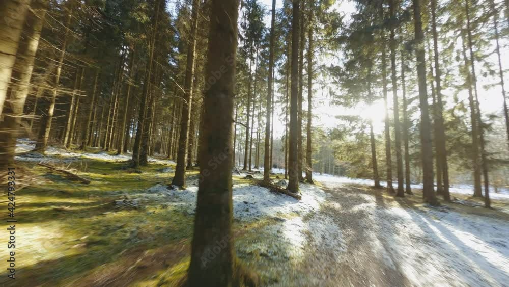 Drone Flight Through Winter Forest In Bright Sunlight Drone Flight Through Winter Forest In Bright Sunlight