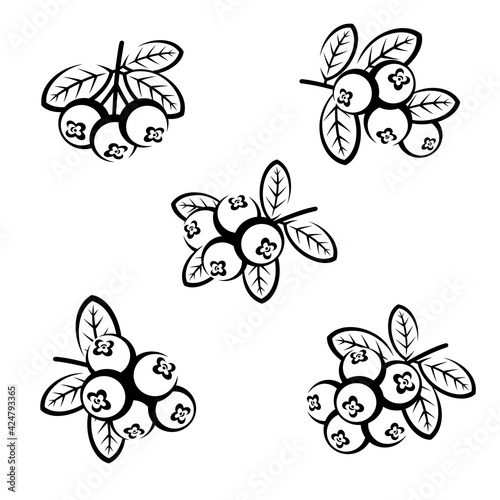 Cranberry set. Collection icon cranberry. Vector