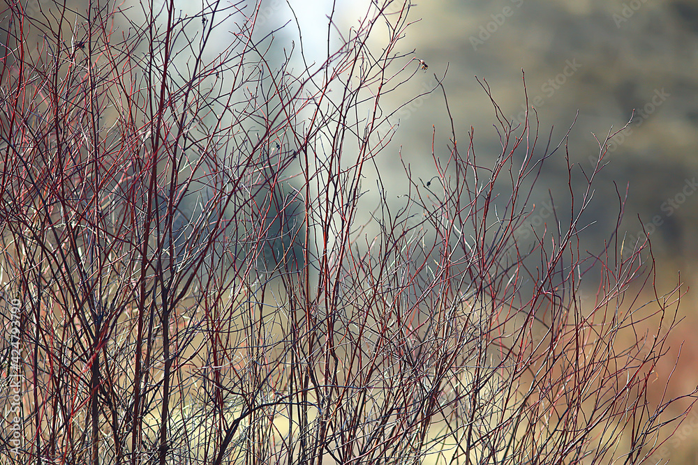 spring branches young leaves, abstract background seasonal march april, buds on branches nature spring branches young leaves, abstract background seasonal march april, buds on branches nature