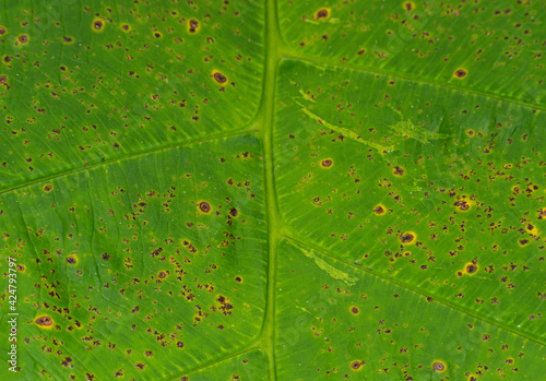 the veins of a leaf with mushroom