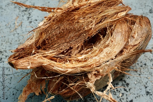 Outer skin of Coconut shell is peeled off in the ground. Coconut shell outer layer skin is removed to getting coconut fruit.