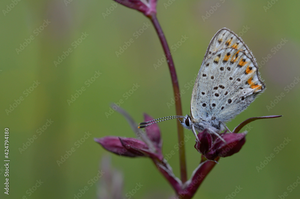 Fototapeta premium Small butterfly on a red campion flower in nature