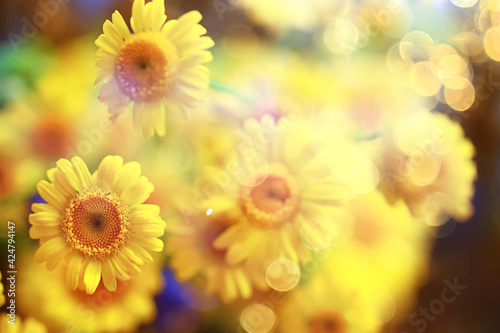 yellow daisies summer background  abstract natural floral spring