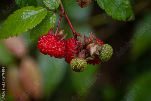 red wild blackberries