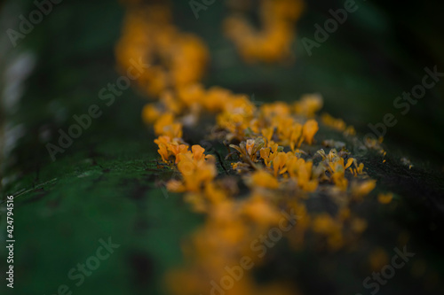 yellow mushroom © leandro