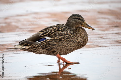 Stockente im Winter