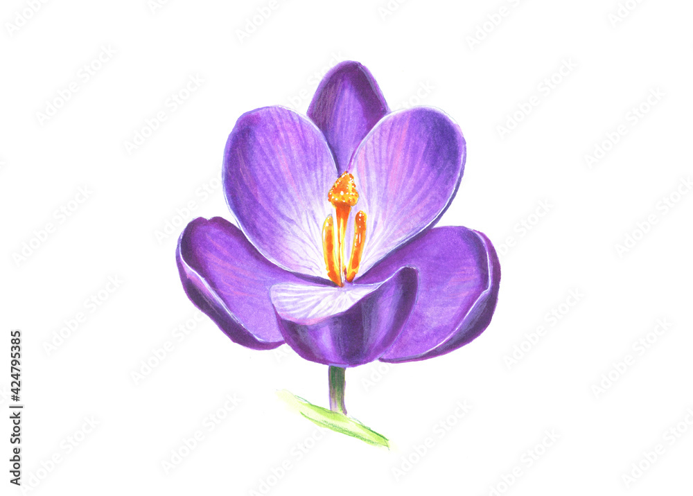 crocus flowers isolated on white background
