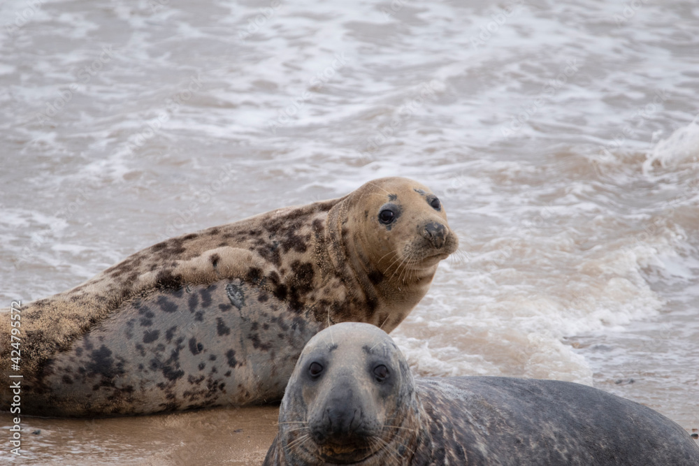 Fototapeta premium Grey seals on the beach at Horsey Gap in Norfolk