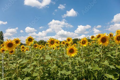 Sonnenblumen (Helianthus annuus), Sonnenblumenfeld