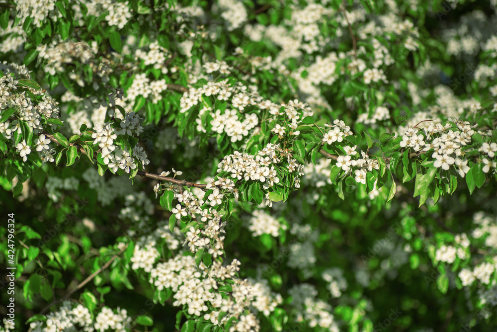 spring white blossom apple tree flowers spring white blossom apple tree flowers