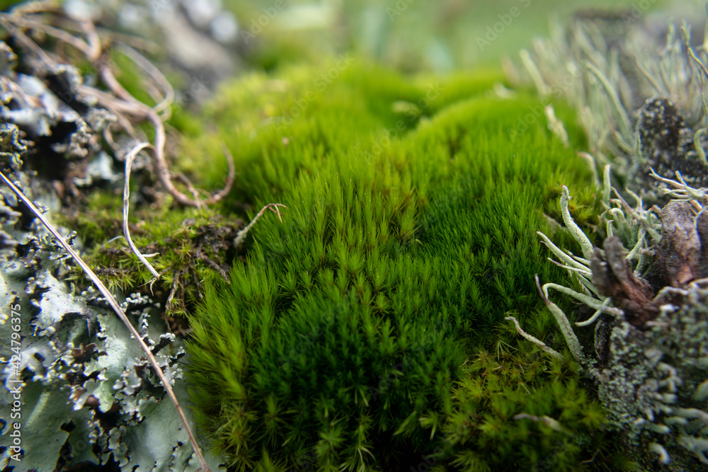 miniature ecosystem miniature ecosystem