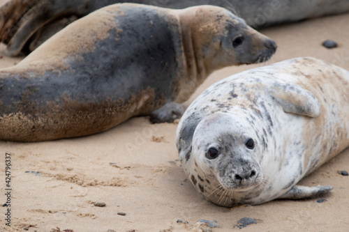 Grey seals on the beach at Horsey Gap in Norfolk © Christopher Keeley
