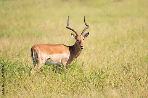 Male impala antelope in grass © ilyaska