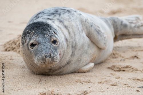 Adorable grey seal pup on the beach at Horsey Gap, Norfolk, during spring/winter 2021 © Christopher Keeley