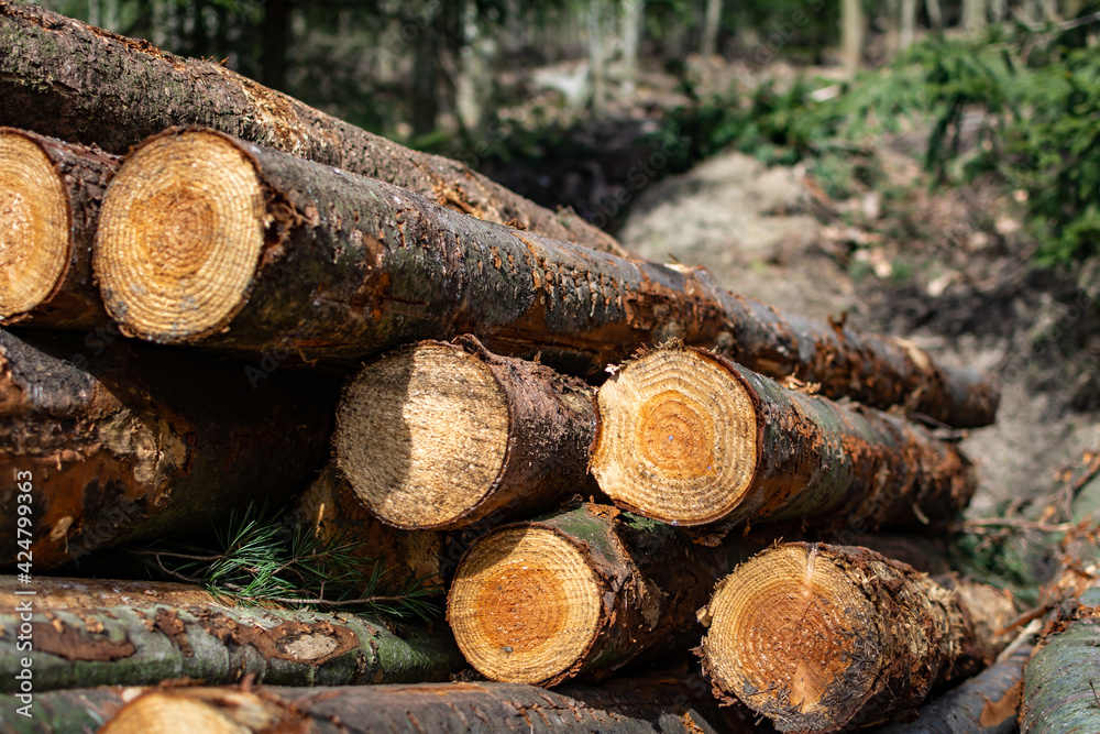 Close-up of a Stack of wood, freshly cut in a Forrest. Waiting to be transported. Close-up of a Stack of wood, freshly cut in a Forrest. Waiting to be transported.