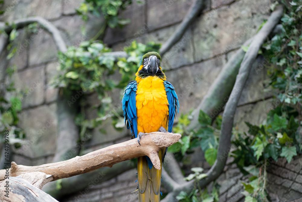 Pair of big parrot Macaw sitting on the branch. Ara, wildlife and rainforest exotic tropical birds. Pair of big parrot Macaw sitting on the branch. Ara, wildlife and rainforest exotic tropical birds.