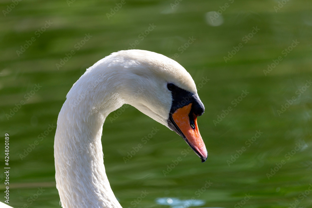 Fototapeta premium swan on the water