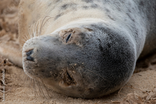 Adorable grey seal pup on the beach at Horsey Gap, Norfolk, during spring/winter 2021