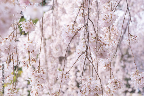 日本の枝垂れ桜