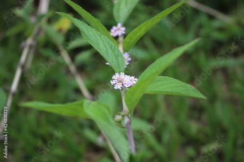 Planta de nome científico Lippia alba, erva rica em propriedades medicinais