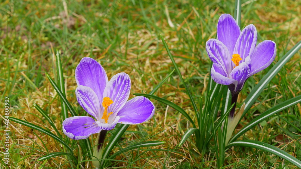 Krokusse