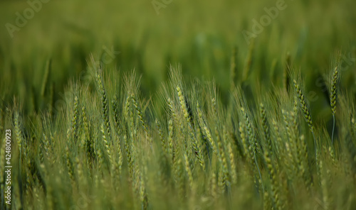 Wheat Crop, Wheat Grain, Wheat Plants, Wheat Leaf, Wheat Leaves High Quality Photography for Backgrounds and Wallpapers
