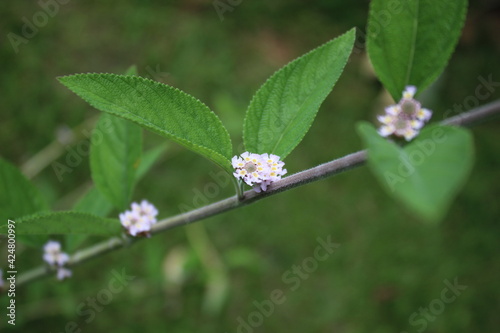 Lippia alba, planta rica em propriedades medicinais