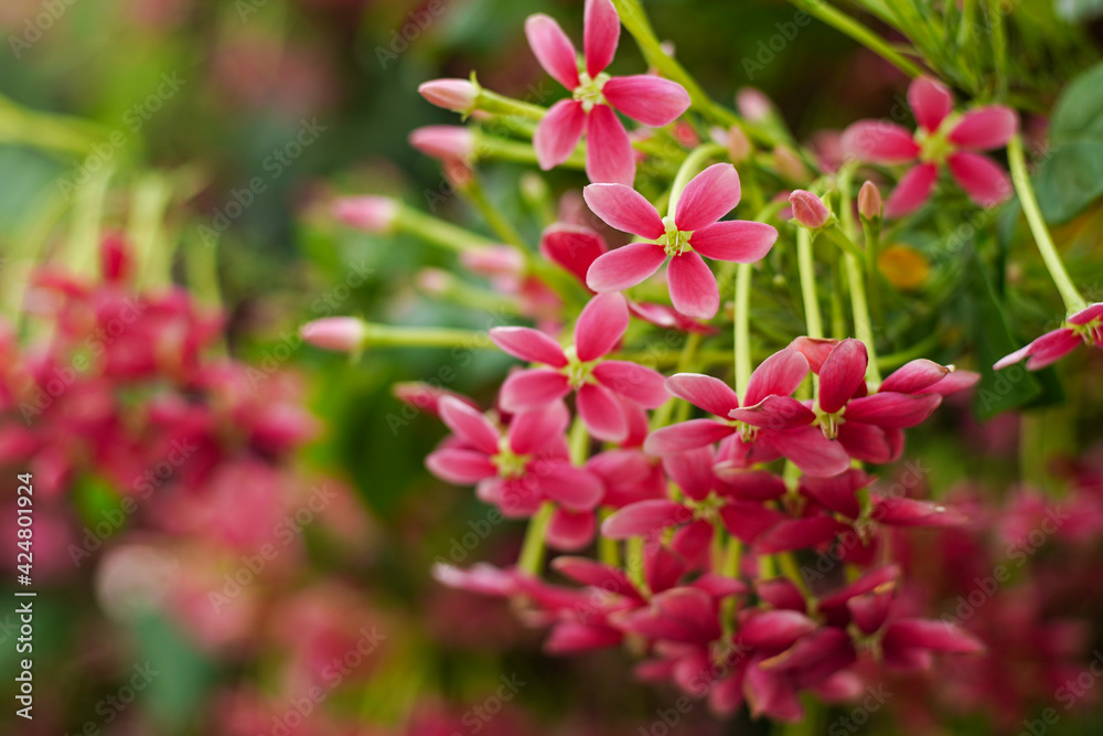 pink flowers in the garden pink flowers in the garden