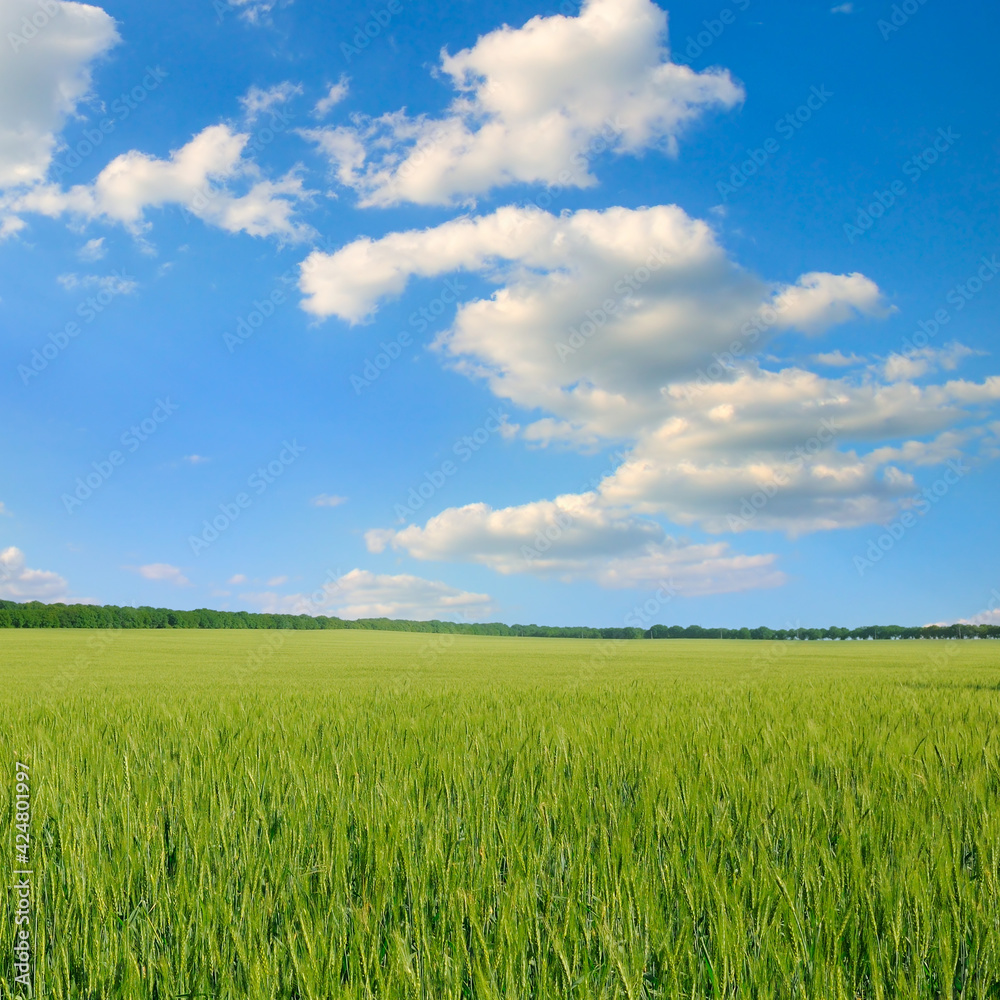 Wheat field and countryside scenery Wheat field and countryside scenery