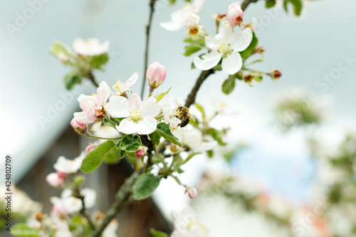Apple tree branch in blossom, a bee and blurred background