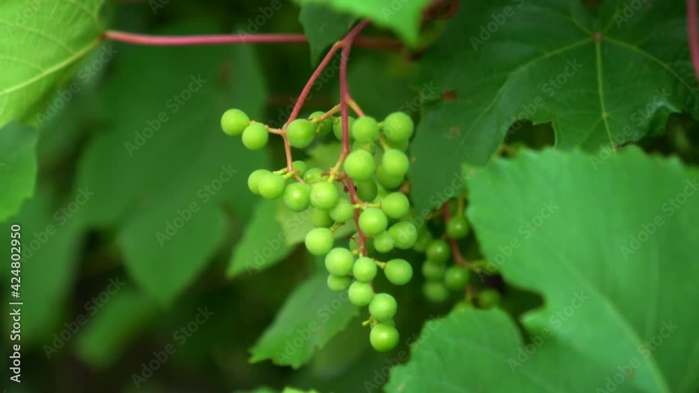 Unripe grapes hanging on a branch. Growing grapes for winemaking. Unripe grapes hanging on a branch. Growing grapes for winemaking.