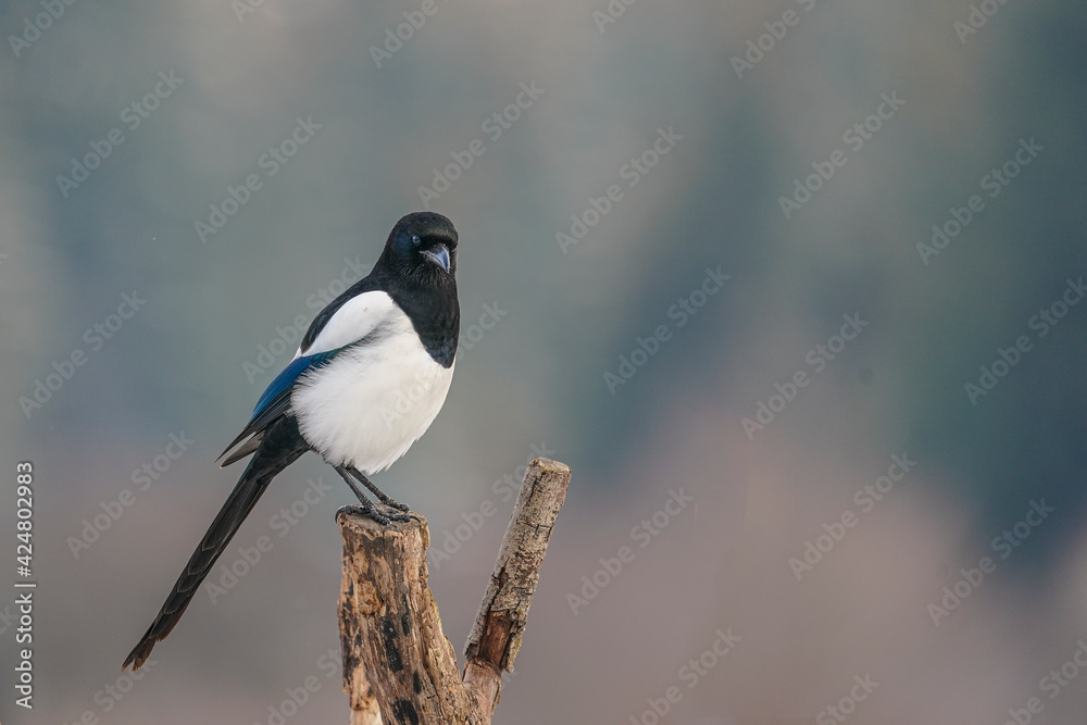 Fototapeta premium Magpie ( Pica pica ) perched on a branch