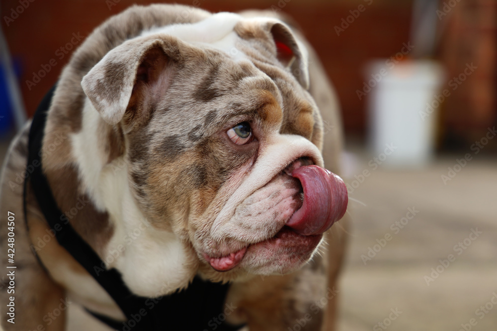 British bulldog Albino Cute Rare with Blue Eyes British bulldog Albino Cute Rare with Blue Eyes